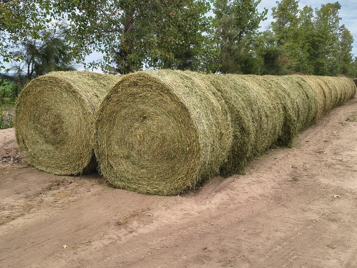 Rollos de alfalfa