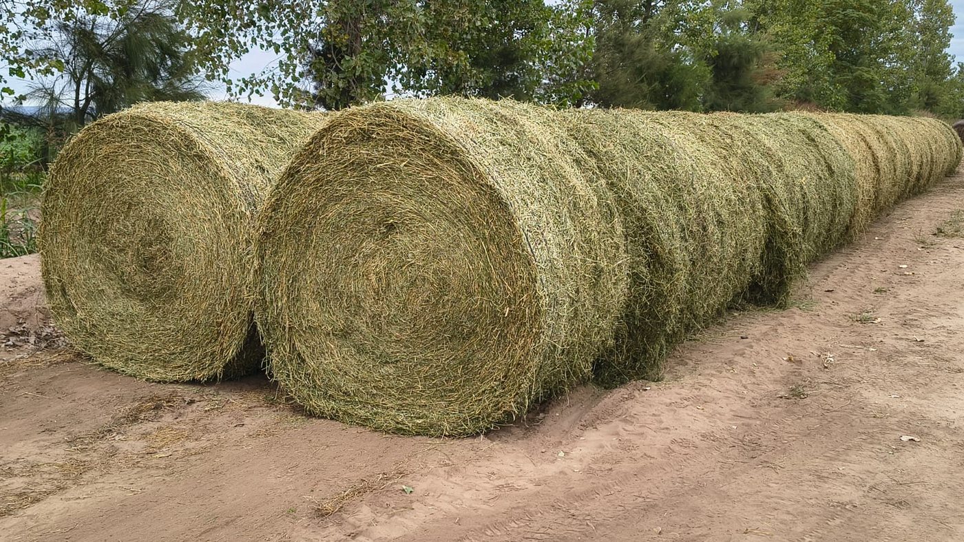 Fila de rollos de alfalfa