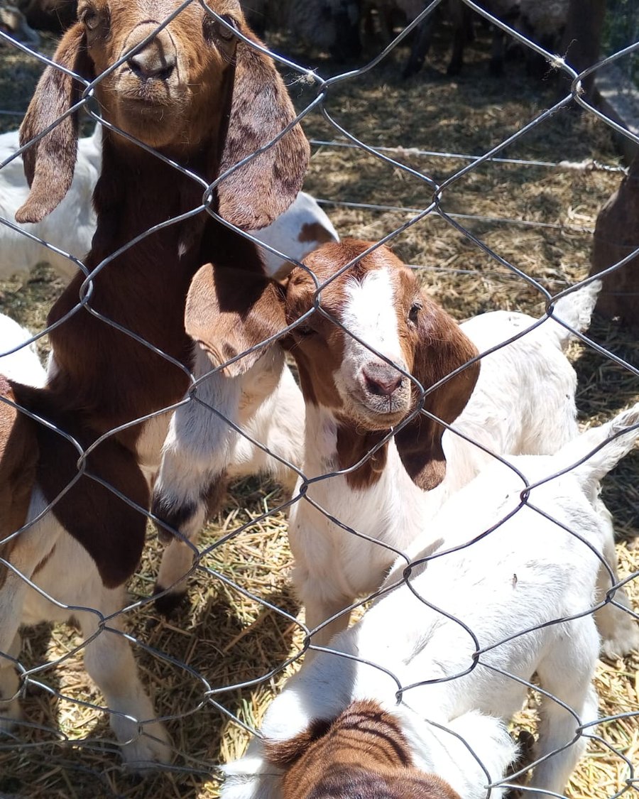 Cabras y ovejas