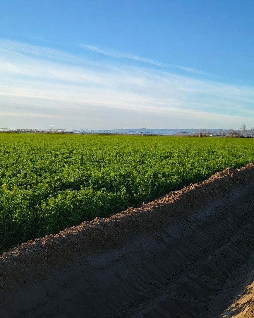 Producción de alfalfa